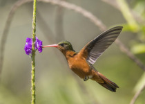 Cinnamon Hummingbird