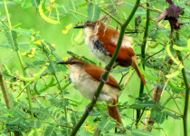 Cinnamon-throated Woodcreeper