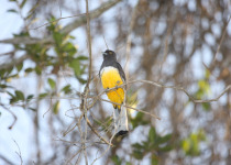 Citreoline trogon