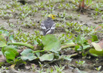 Citrine Wagtail