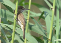 Clamorous reed warbler