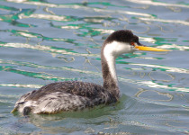 Clark's Grebe