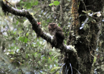Clark's screech owl