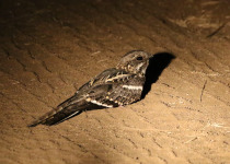 Clarke's nightjar