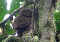 Cloud-forest Pygmy Owl