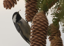 Coal Tit