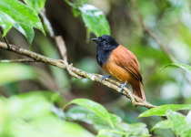 Cocha Antshrike