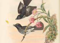 Cockerell's Fantail