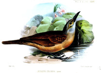 Cockerell's Woodpecker