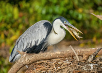 Cocoi Heron