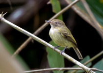 Cohn-Haft's tody-tyrant