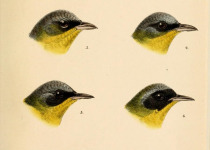 Colima Warbler