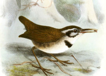 Collared Antshrike