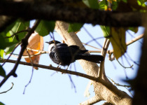 Collared Antshrike
