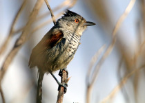 Collared Antshrike