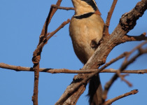 Collared Crescentchest