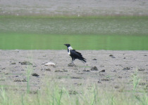 Collared Crow