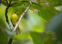 Collared Finchbill