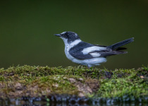 Collared Flycatcher