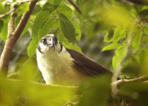 Collared Forest Falcon