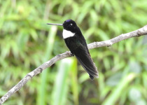 Collared Inca