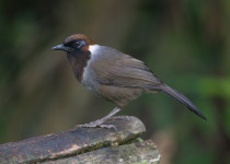 Collared Laughingthrush