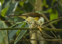 Collared Laughingthrush