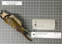 Collared Palm-Thrush