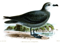 Collared Petrel