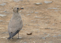 Collared Pratincole