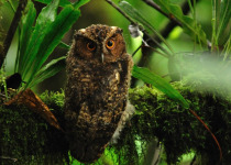 Collared Scops Owl
