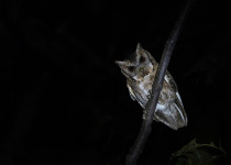 Collared Scops Owl