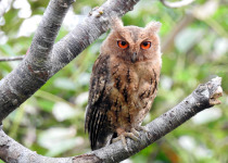 Collared Scops Owl