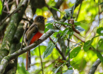 Collared Trogon