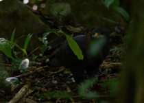 Common Black-Hawk