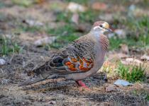 Common Bronzewing