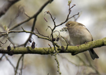 Common Chaffinch