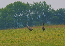 Common Crane