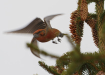 Common Crossbill