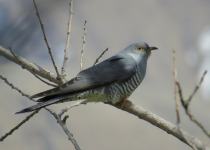 Common Cuckoo