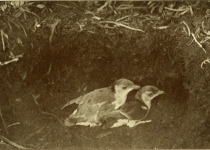Common Diving Petrel