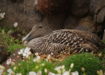 Common Eider