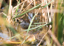 Common Gallinule