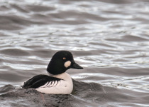 Common Goldeneye