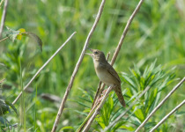 Common Grasshopper-Warbler