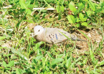 Common Ground-Dove