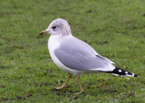 Common Gull