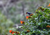 Common Hill Myna