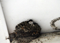 Common House Martin