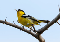Common Iora